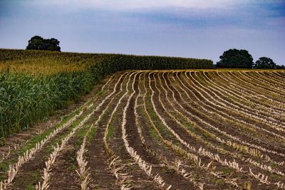 Scenic view of agricultural field against sky