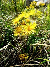 Close-up of yellow flowering plant