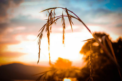 Close-up of stalks against sunset