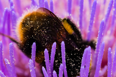 Close-up of insect on purple flower