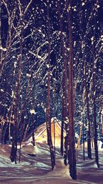 Trees in forest during winter