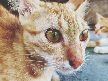 Close-up portrait of cat