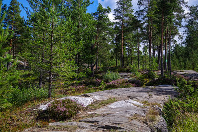 River amidst trees in forest