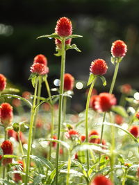 Close-up of red flowering plants on field