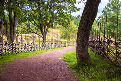 Footpath amidst trees in park