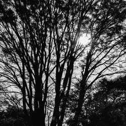 Low angle view of silhouette trees in forest against sky