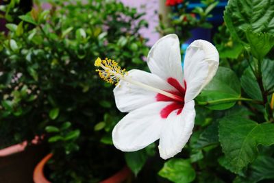 Close-up of white hibiscus blooming outdoors