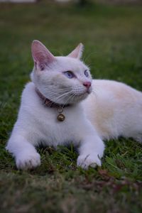 White cat lying on grass