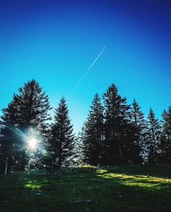 Low angle view of trees on field against clear blue sky