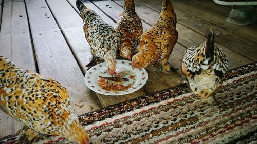 High angle view of birds eating food