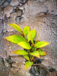 Close-up of plant growing on wall