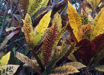 High angle view of yellow leaves on field during autumn