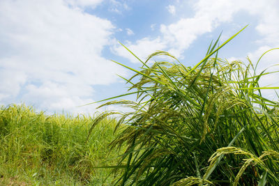 Close-up of crops growing on field against sky