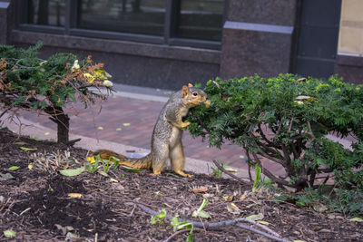 Squirrel sitting on plant