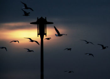 Flock of birds flying in sky