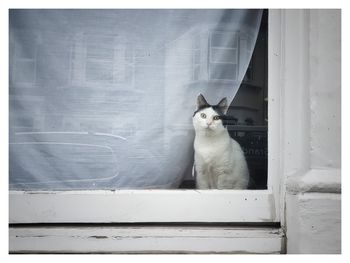 Portrait of cat sitting outdoors