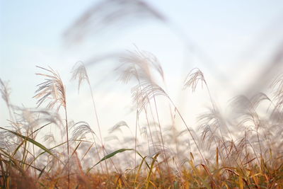 Close-up of stalks in field against sky