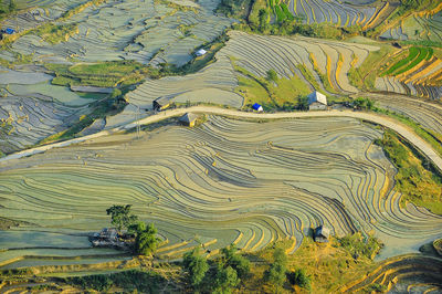 High angle view of rice paddy on field