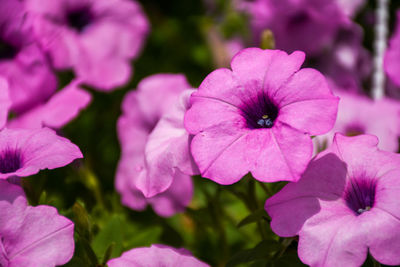 Close-up of pink flowering plant in park