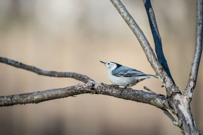 Close-up of bird perching on branch