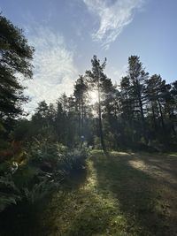 Trees in forest against sky