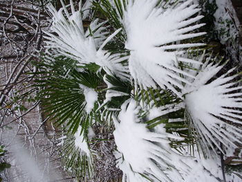 High angle view of pine tree during winter