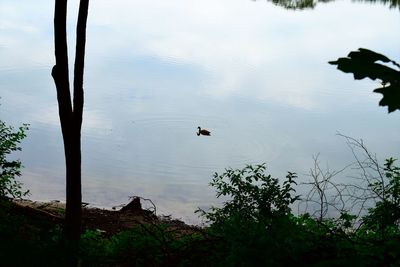 High angle view of swans swimming in lake