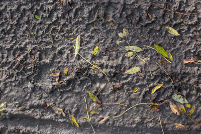 Close-up of small lizard on tree