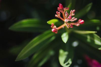 Close-up of pink flowers