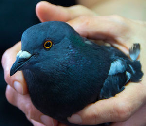 Close-up of person holding bird