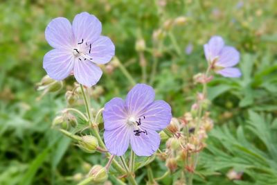 Close-up of purple flowers blooming outdoors