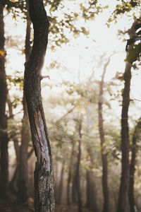 Close-up of tree trunk in forest