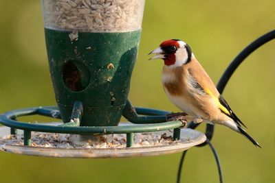 Close-up of bird perching