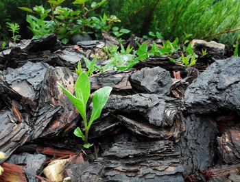 High angle view of plant growing on field