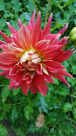 Close-up of red flower blooming outdoors