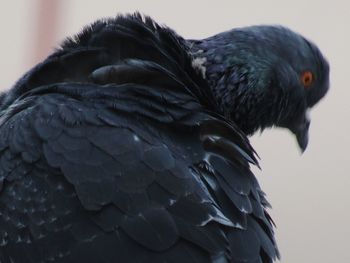 Close-up of pigeon