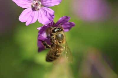 Close-up of bee pollinating on purple flower