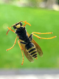 Close-up of insect on leaf