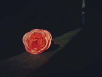 Close-up of red rose on table