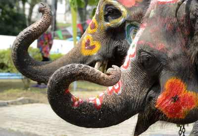 Close-up of decorated elephants on street