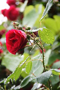 Close-up of red rose blooming outdoors