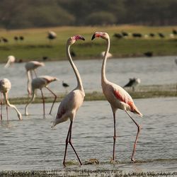 Birds in lake