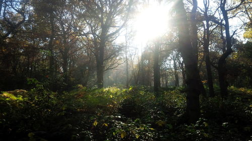 Low angle view of trees in forest against sky