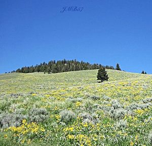 Scenic view of field against clear sky