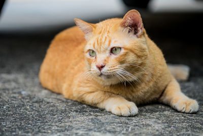 Portrait of ginger cat