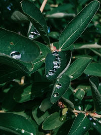 Close-up of leaves