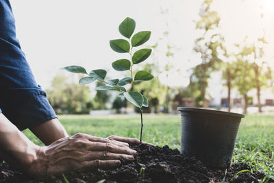 Close-up of man planting plant in park