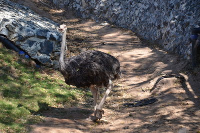 High angle view of bird on field