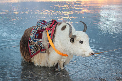 White yak in sunset at namtso lake in tibet, china