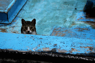 Portrait of cat relaxing outdoors